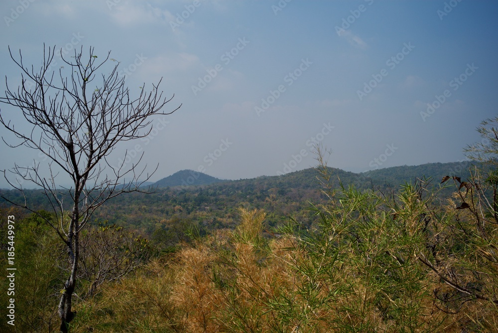 Dry tree on the mountain during the summer time.