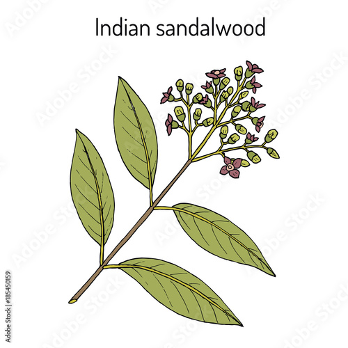 Indian sandalwood Santalum album , medicinal plant