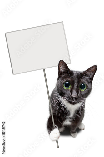 Katze mit leerem Schild in der Pfote