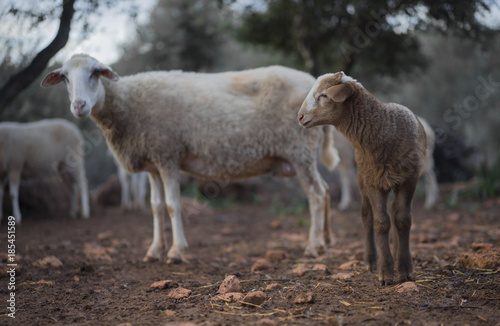 Lamb born in Winter with Mother Ewe. Playing in a Mediterranean Olive Grove