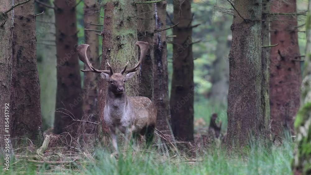 Damhirsch steht im Wald, Brunftzeit, Herbst, (Dama dama) Damhirsch steht im Wald, Brunftzeit, Herbst, (Dama dama)