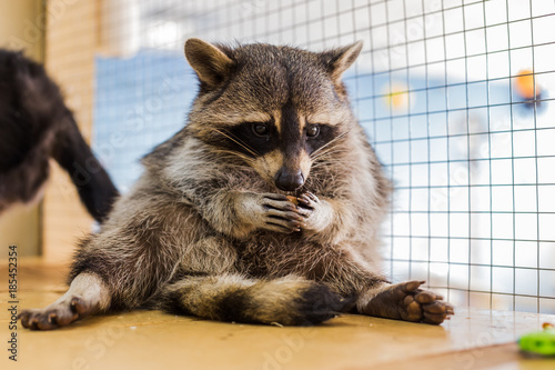 Raccoon eat in the zoo