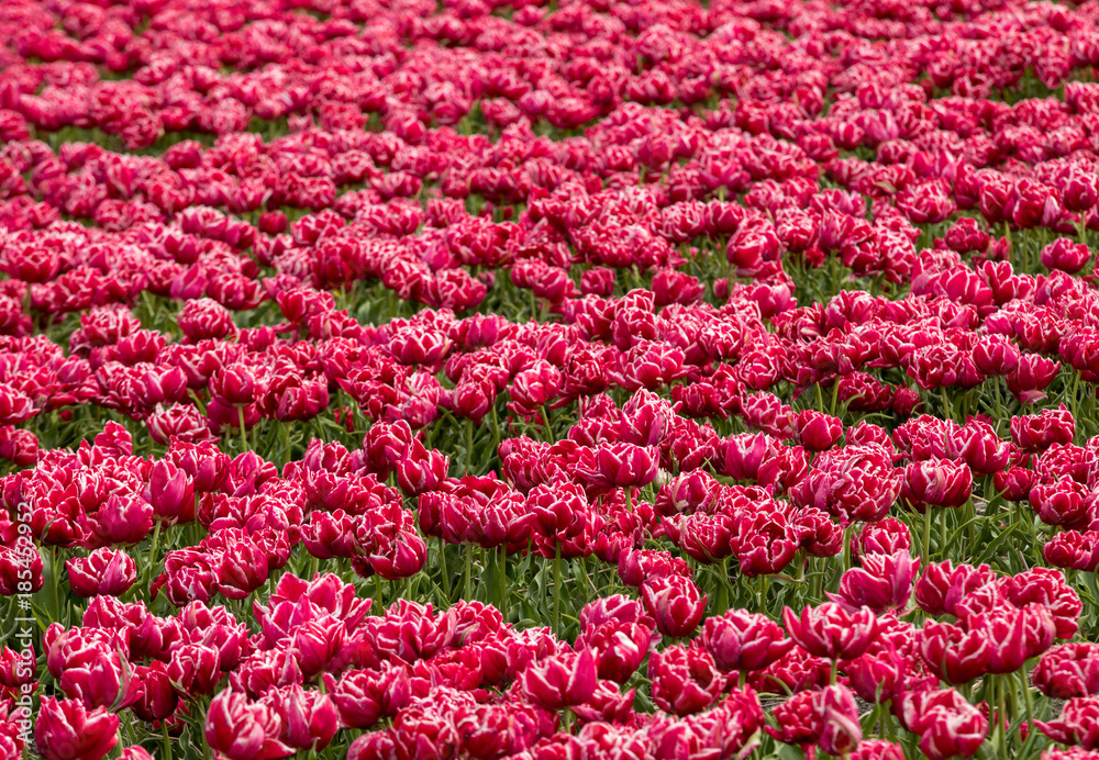Tulip fields of the Bollenstreek, South Holland, Netherlands Tulip fields of the Bollenstreek, South Holland, Netherlands