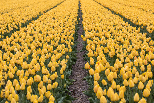 Yellow Tulips fields of the Bollenstreek, South Holland, Netherlands photo