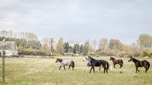 Horses grazing in the autumn 