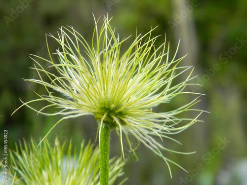 Closeup on the flower Pasque Flower   medicinal plants  herbs in the meadow.Spring time and sunny day. Natural flower background.