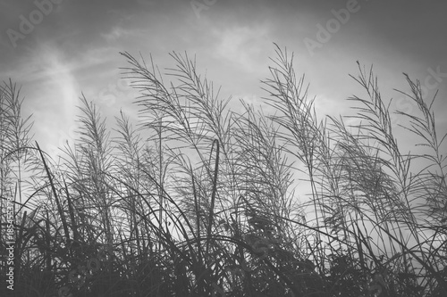grass flower background