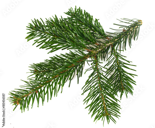 Fir tree branch isolated on a white