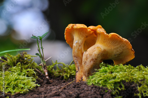 Collecting chanterelle mushroom in the forest. CANTHARELLUS CIBARIUS in moss with green background. Collecting mushrooms and preparing food. 