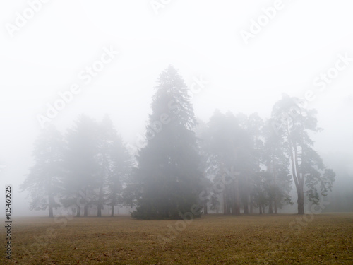 Coniferous forest in fog and morning sunlight.