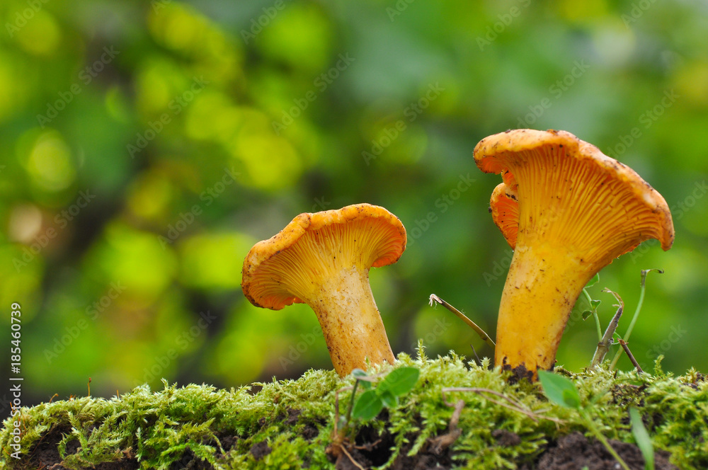 Collecting chanterelle mushroom in the forest. CANTHARELLUS CIBARIUS in moss with green background. Collecting mushrooms and preparing food. Collecting chanterelle mushroom in the forest. CANTHARELLUS CIBARIUS in moss with green background. Collecting mushrooms and preparing food.