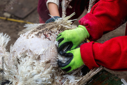 The process of removing feathers from a dead turkey. Slaughter and plucking a turkey.
