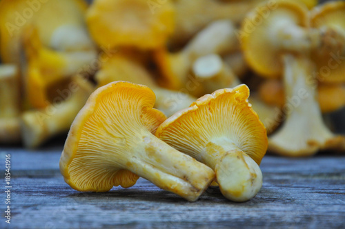 Chanterelle mushroom on rustic wooden table. Raw fresh chanterelle mushroom background. Cantharellus cibarius or girolle fungus