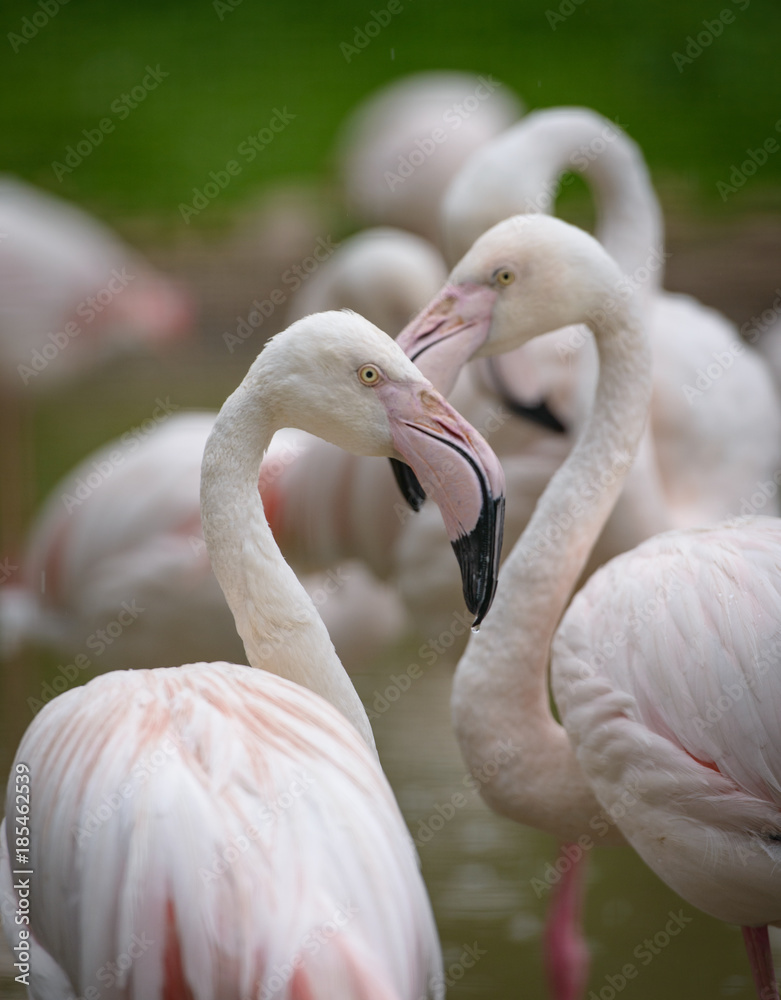 Fototapeta premium flamingo