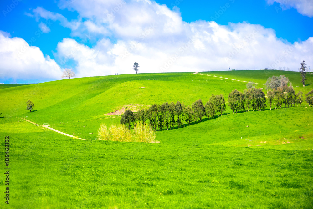 Fototapeta premium Sheep in New Zealand