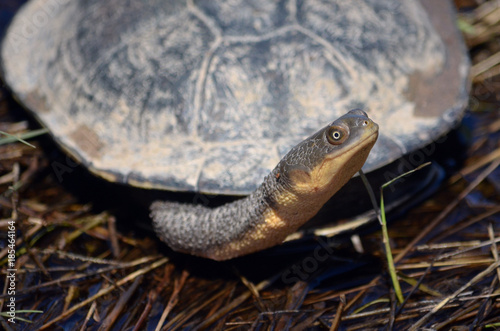 Eastern long-necked turtle, Chelodina longicollis, from Canowindra, central west NSW, Australia. Also known as the Eastern snake-necked turtle.