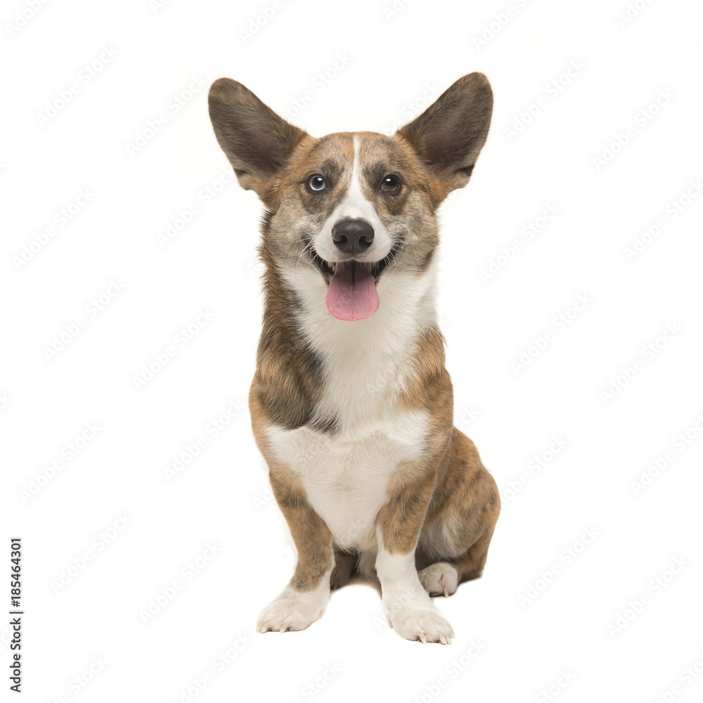 Welsh corgi pembroke adult dog seen from the front facing the camera smiling with its tongue sticking out