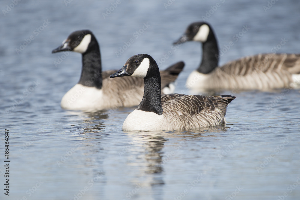 Three swimming canadian goose