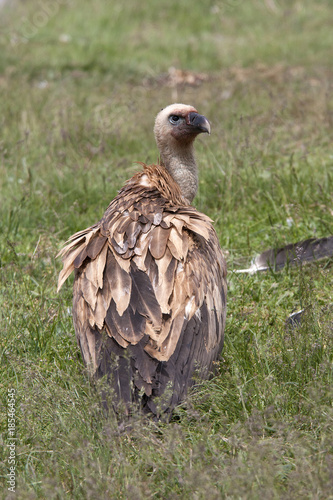 gyps vulture