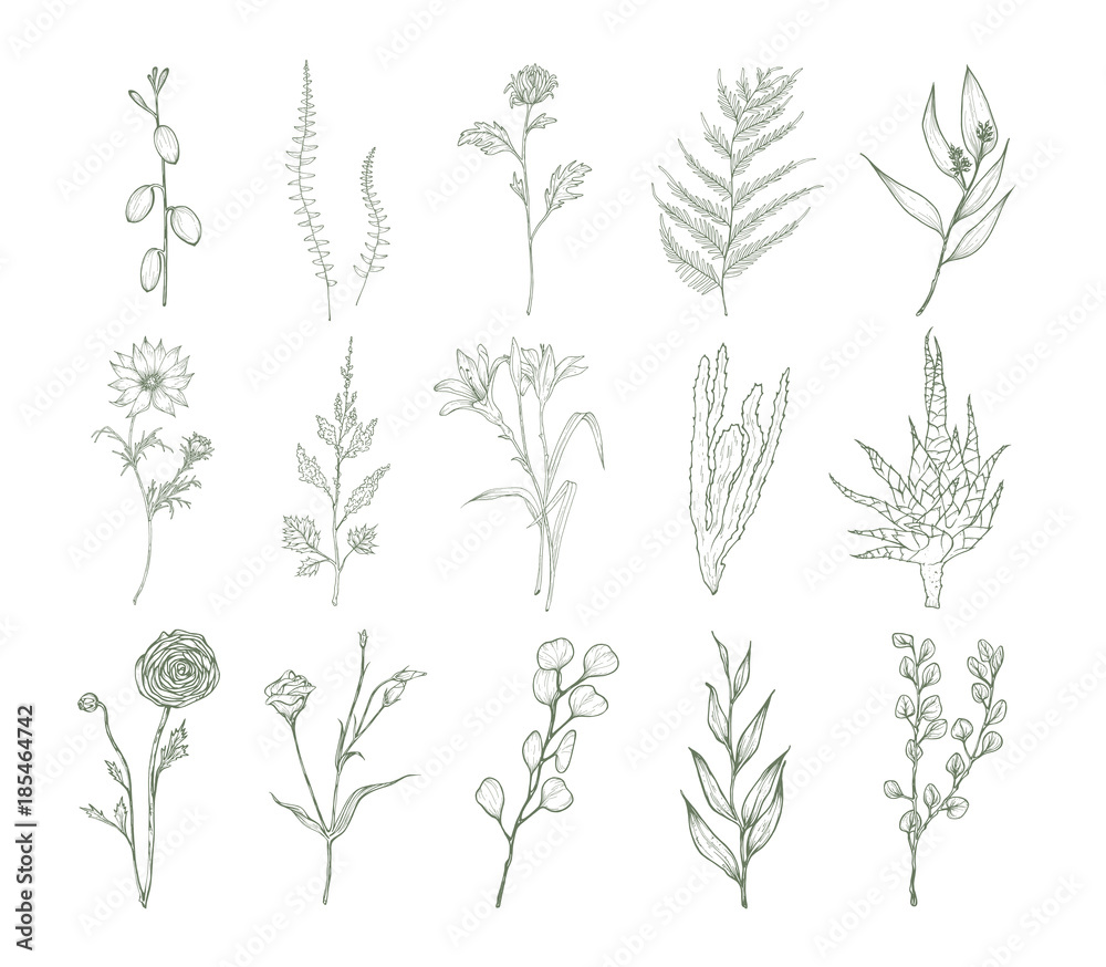Set of detailed botanical drawings of flowers, ferns and succulent ...