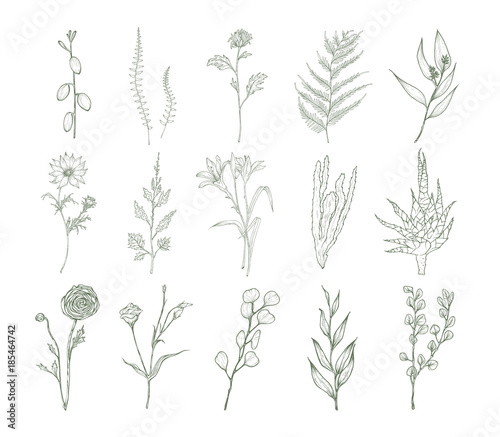 Set of detailed botanical drawings of flowers  ferns and succulent plants isolated on white background. Bundle of floral decorations hand drawn with contour lines. Elegant natural vector illustration.