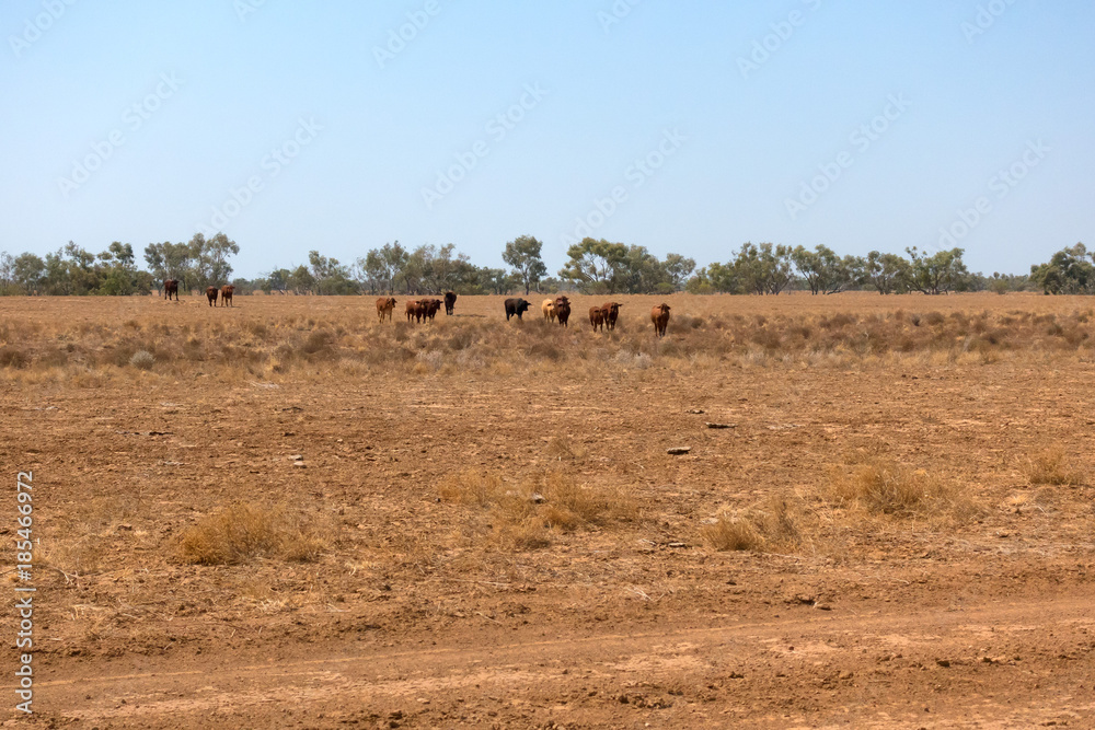 Cattle in arid landscape in Queensland