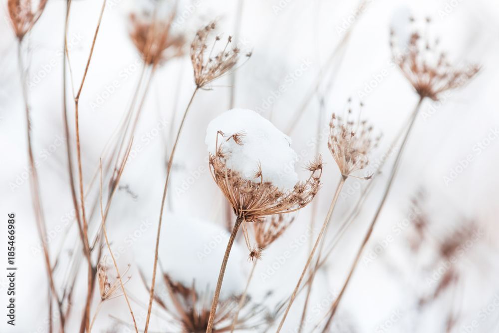 Grass flower with snowball white nature background