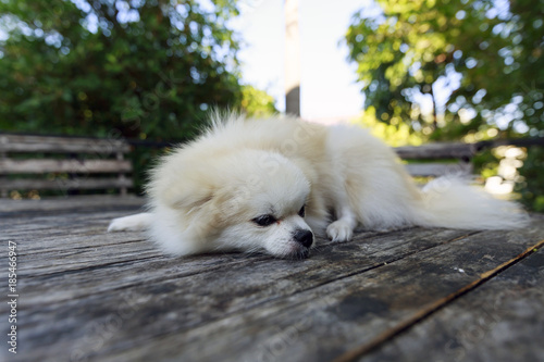 Cute pomeranian dog on the table photo