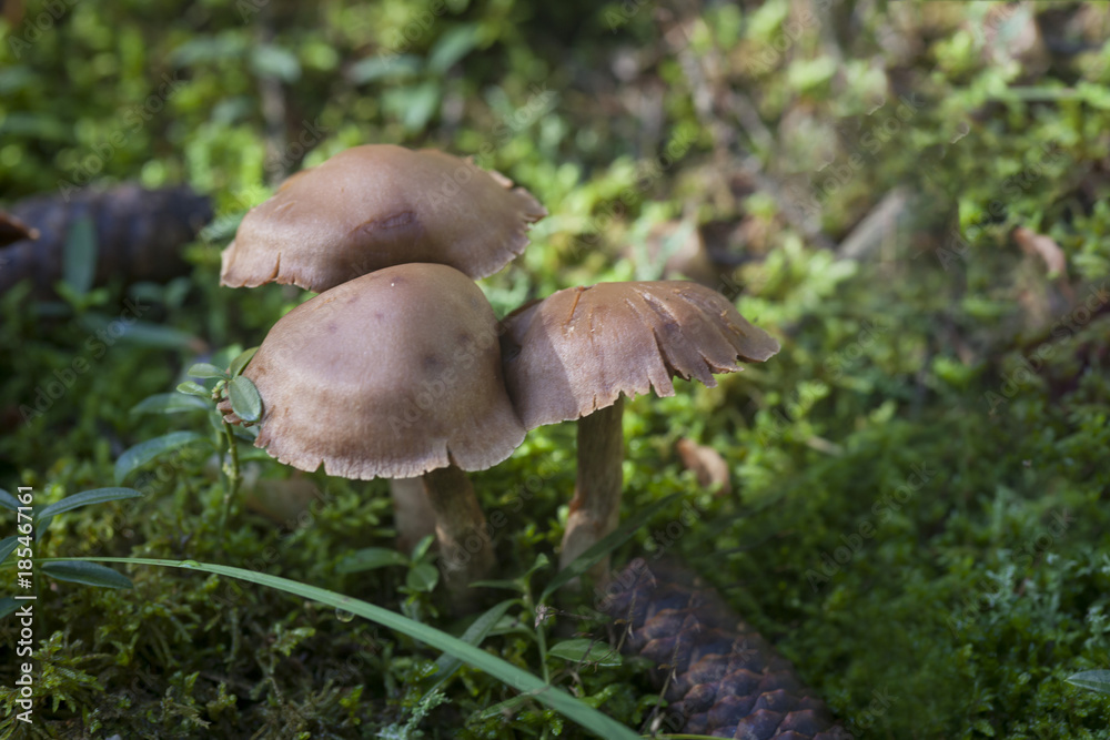 Pflanze, Natur, Botanik, Makro, Makroaufnahme, Nahaufnahme, Flora, Pflanze, Natur, Botanik, Makro, Makroaufnahme, Nahaufnahme, Flora,