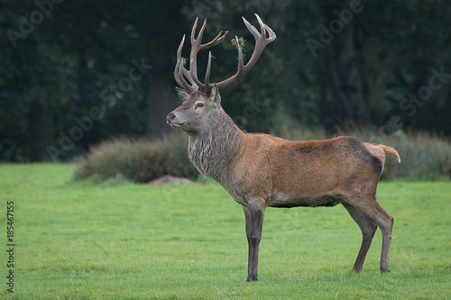 A full length side portrait of a red deer stag standing proudly and majestic