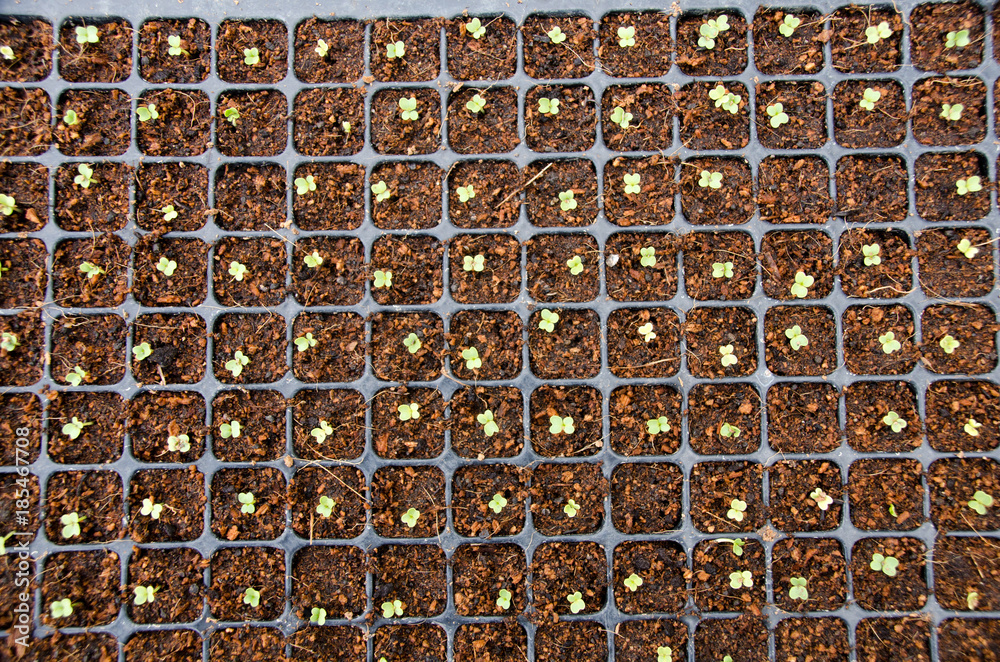 Young seedlings of cucumbers in tray. The vegetable tray in the farm. Young seedlings of cucumbers in tray. The vegetable tray in the farm.