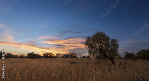 Landscape photo of a dead silhouette tree at sunset with blue sky and clouds