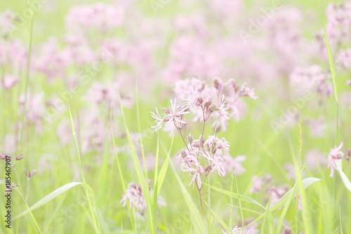 Meadow flowers on a background of grass on a summer day. Background of lilac and green.