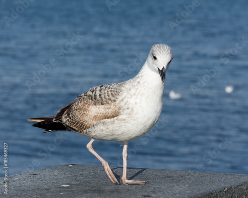 curious Seagull