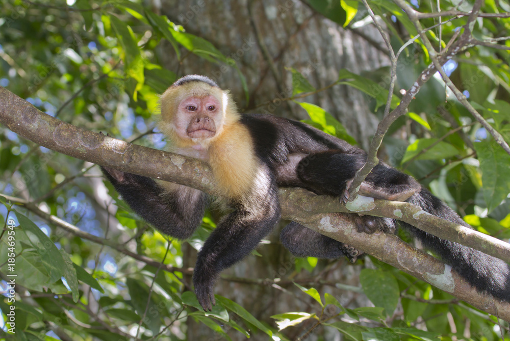 Fototapeta premium White-headed capuchin (Cebus capucinus) relaxing on a tree branch (Cahuita National Reserve, Lemon, Costa Rica).