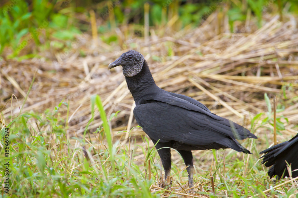 Naklejka premium Black vulture (Coragyps atratus) on the roadside, Alajuela, Costa Rica.
