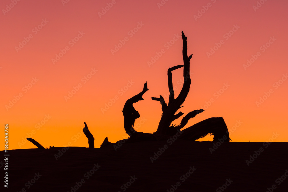 Desert Silhouette Desert Silhouette