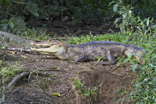 Spectacled caiman (Caiman crocodilus) in Cano Negro National Refuge (Costa Rica).