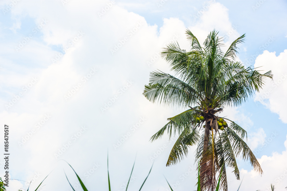 tropical view landscape with palm tree againtst blue sky.