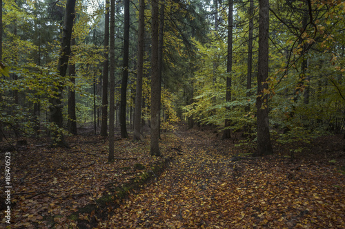 Wald in Kärnten © Hanna Gottschalk