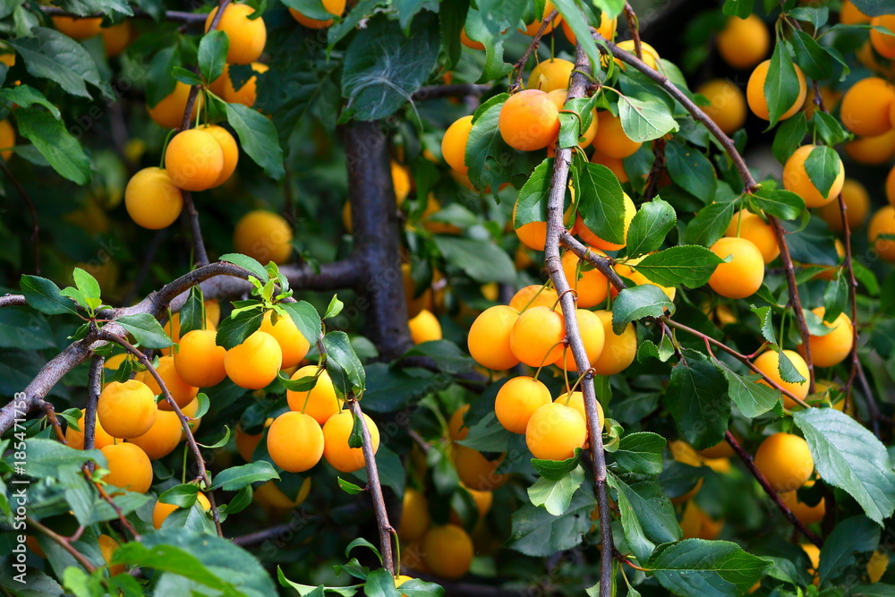 Shiny fresh yellow mirabelle plums fruit on tree branch in summer time. Fruits and vitamins Shiny fresh yellow mirabelle plums fruit on tree branch in summer time. Fruits and vitamins