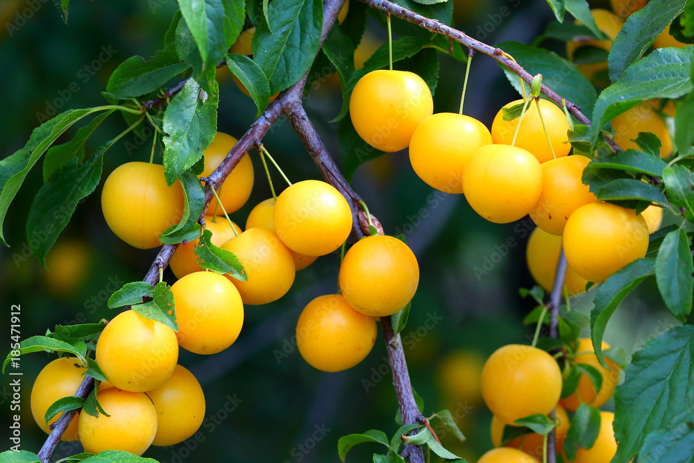 Shiny fresh yellow mirabelle plums fruit on tree branch in summer time. Fruits and vitamins