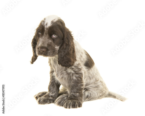 Fototapeta Naklejka Na Ścianę i Meble -  Sad looking cocker spaniel puppy dog on a white background