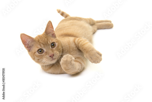 Playful red ginger cat roling over on a white background