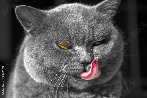 Portrait of a gray cat lies and washes. British blue Shorthair cat licks language. It is isolated on a black background, the small depth of sharpness, focus on a forepaw