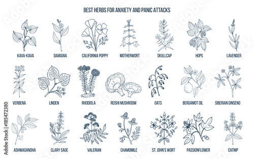 Best herbs for anxiety and panic attacks © foxyliam