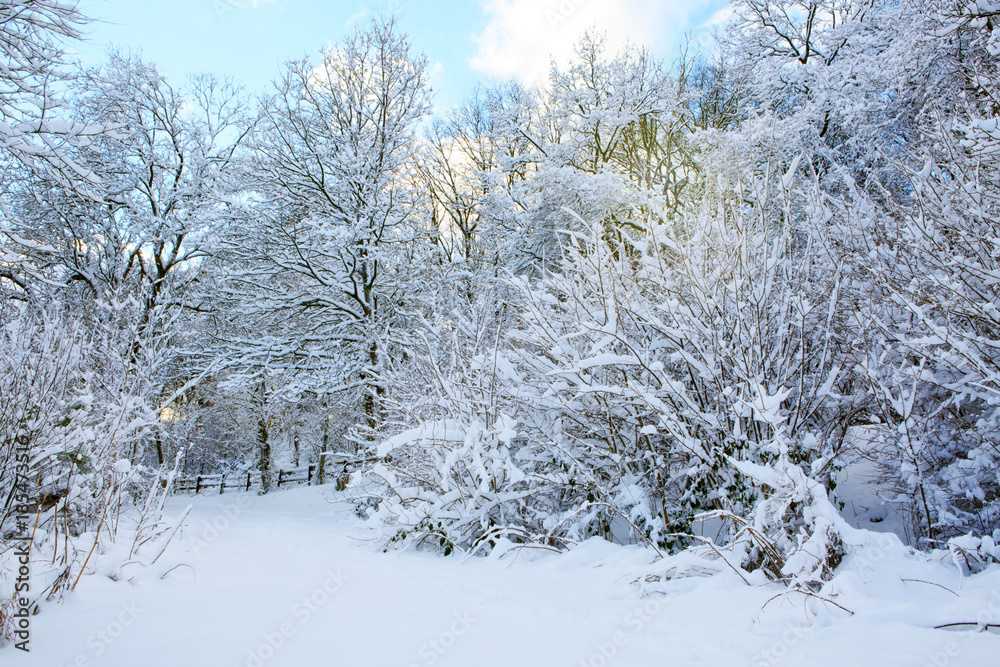 Winter landscape with snow covered trees in the forest. Winter landscape with snow covered trees in the forest.