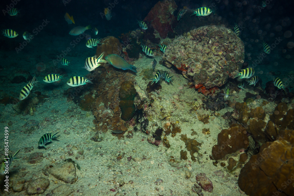 Sergeant major fish
