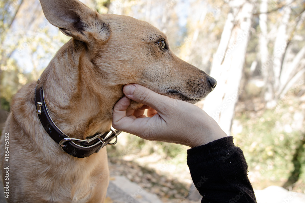 Obraz premium Hand stroking a dog