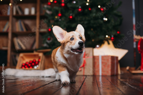 Photography corgi puppy dog near merry christmas tree with red toys and gifts
